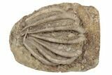 Crinoid (Agaricocrinus) Fossil - Crawfordsville, Indiana #188676-2